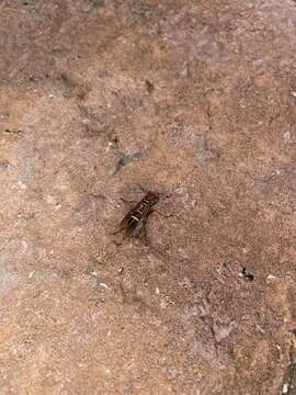 Image of Polistes stabilinus Richards 1978