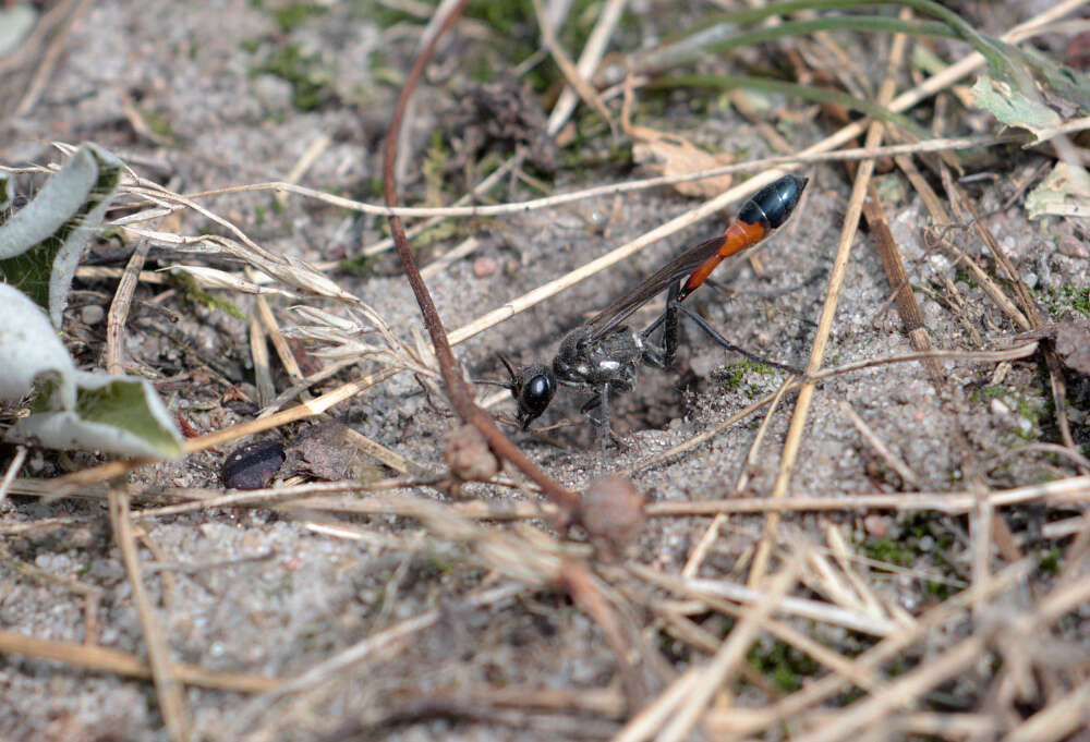 Image of Ammophila sabulosa (Linnaeus 1758)