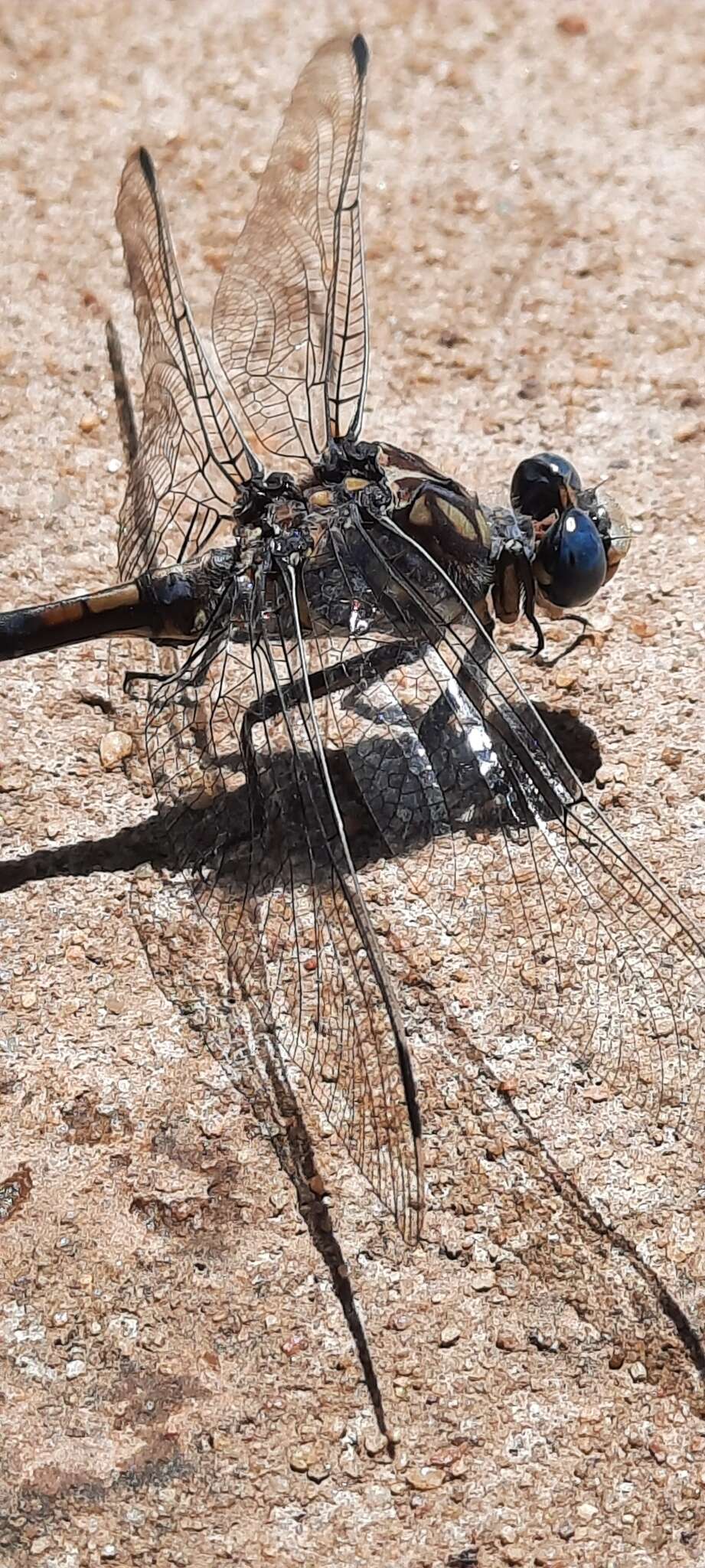 Imagem de Ceratogomphus triceraticus Balinsky 1963