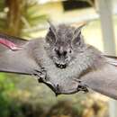 Image of long-legged bat