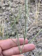 Imagem de Astragalus lonchocarpus Torr.