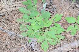 Image of Paeonia officinalis subsp. microcarpa (Boiss. & Reuter) Nyman