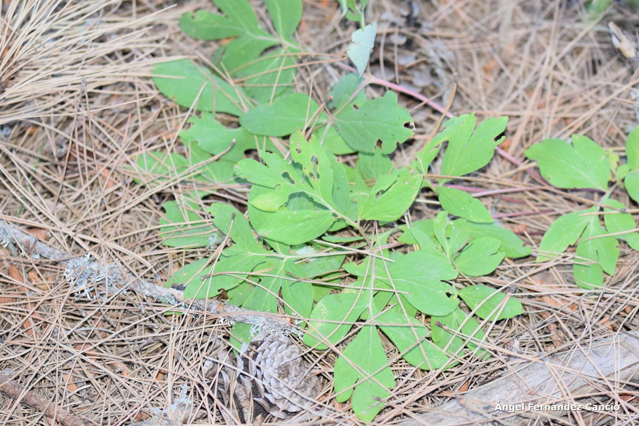 Image of Paeonia officinalis subsp. microcarpa (Boiss. & Reuter) Nyman