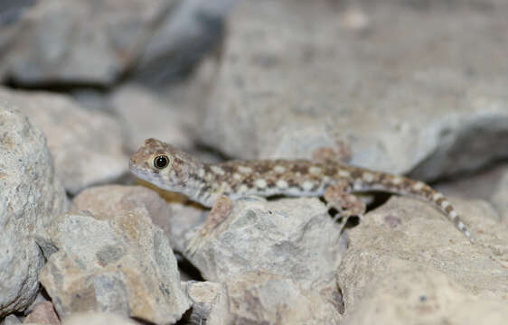 Image of Ptenopus garrulus maculatus Gray 1866