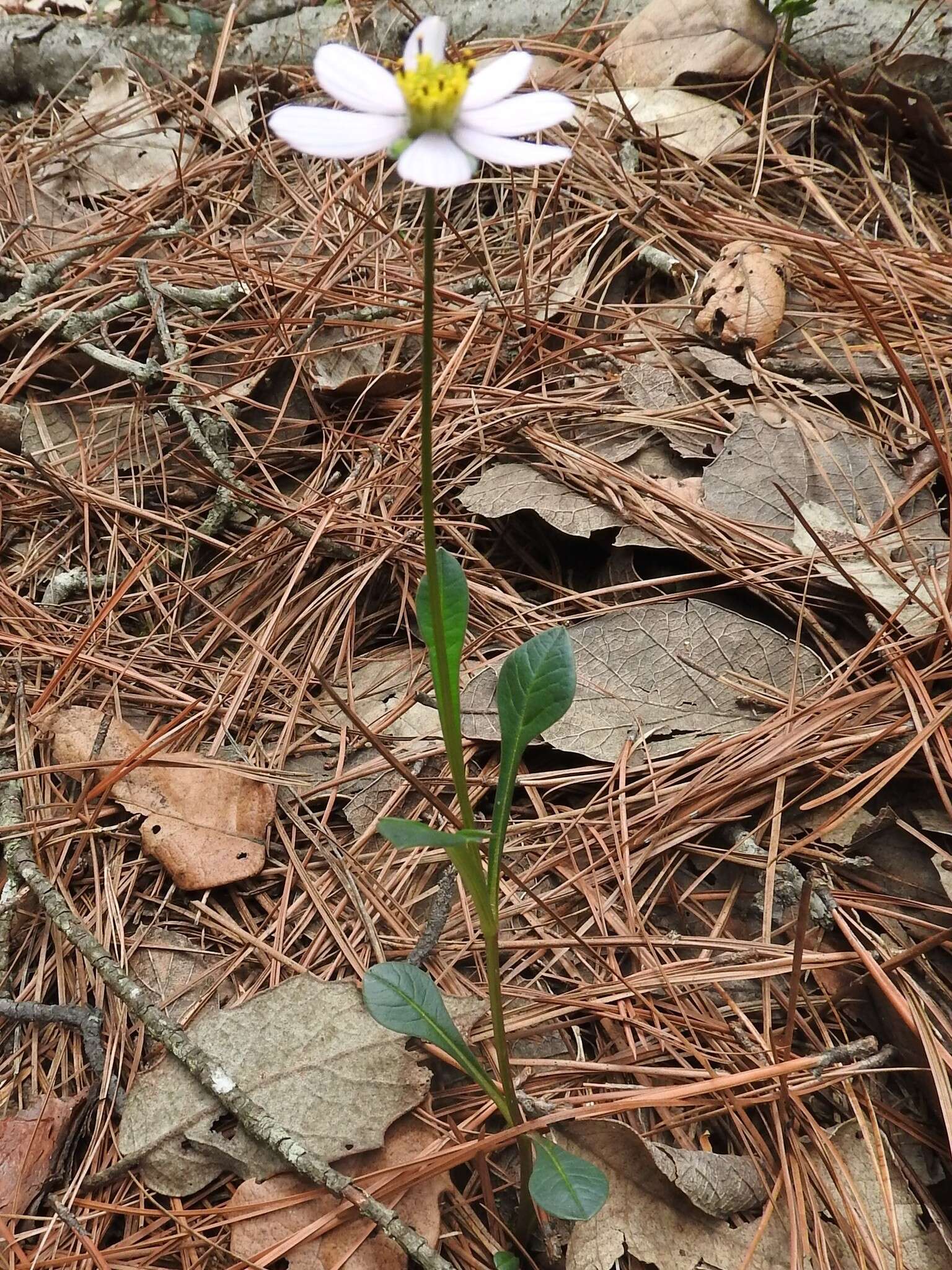 Image of Cosmos diversifolius Otto