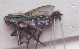 Image of Sarcophaga carnaria (Linnaeus 1758)