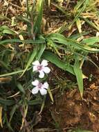 Sivun Dyschoriste decumbens (A. Gray) Kuntze kuva