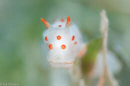 Image of Red spotted transluscent slug