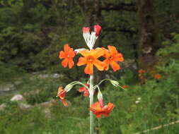 Image of Primula cockburniana Hemsl.