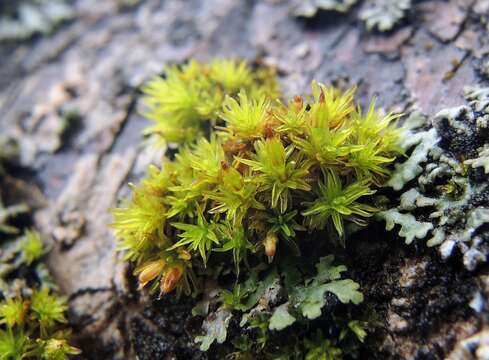 Image of <i>Orthotrichum cucullatum</i>