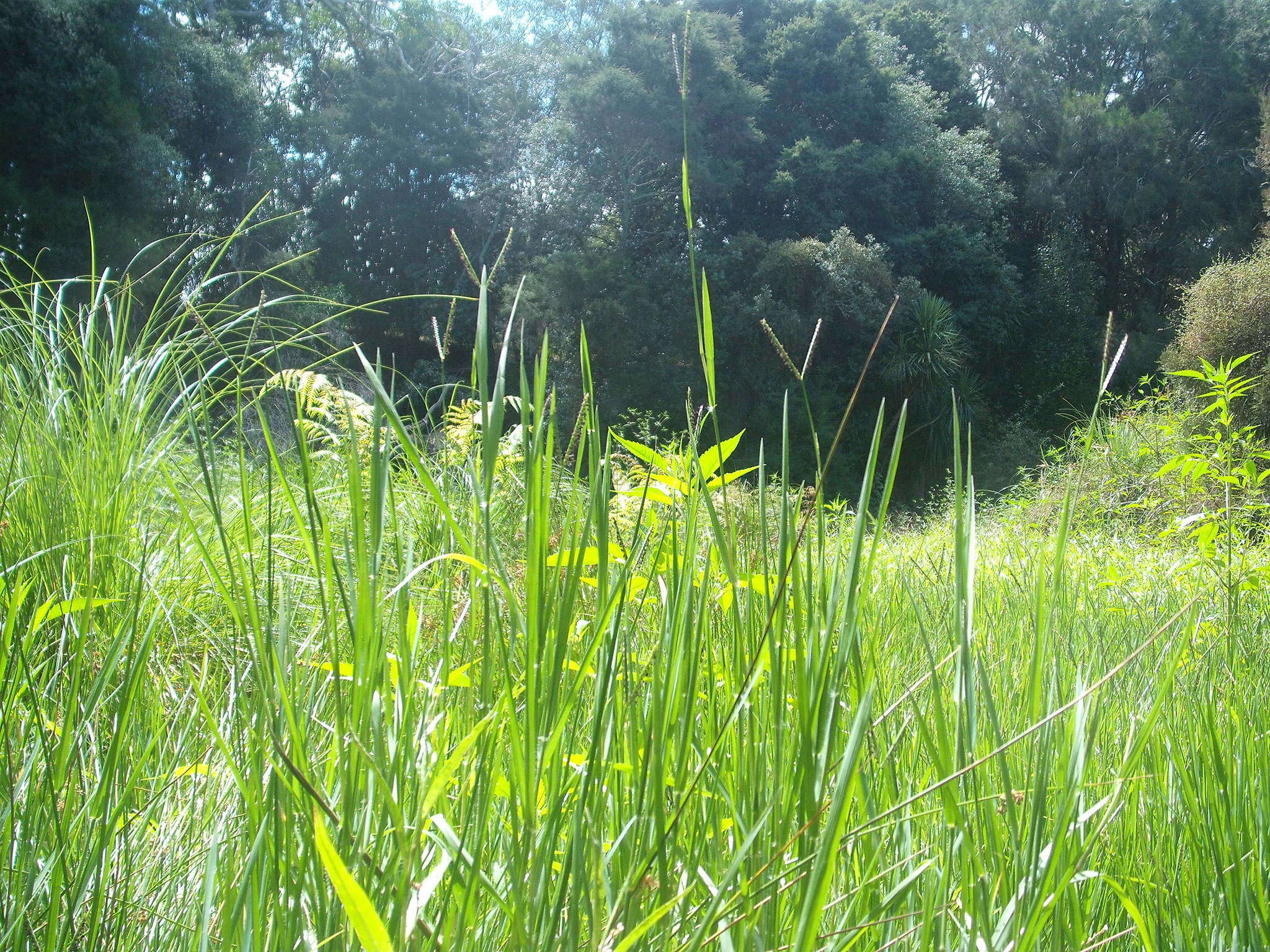 Image de Paspalum distichum L.