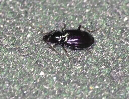 Agonum (Olisares) punctiforme (Say 1823)的圖片