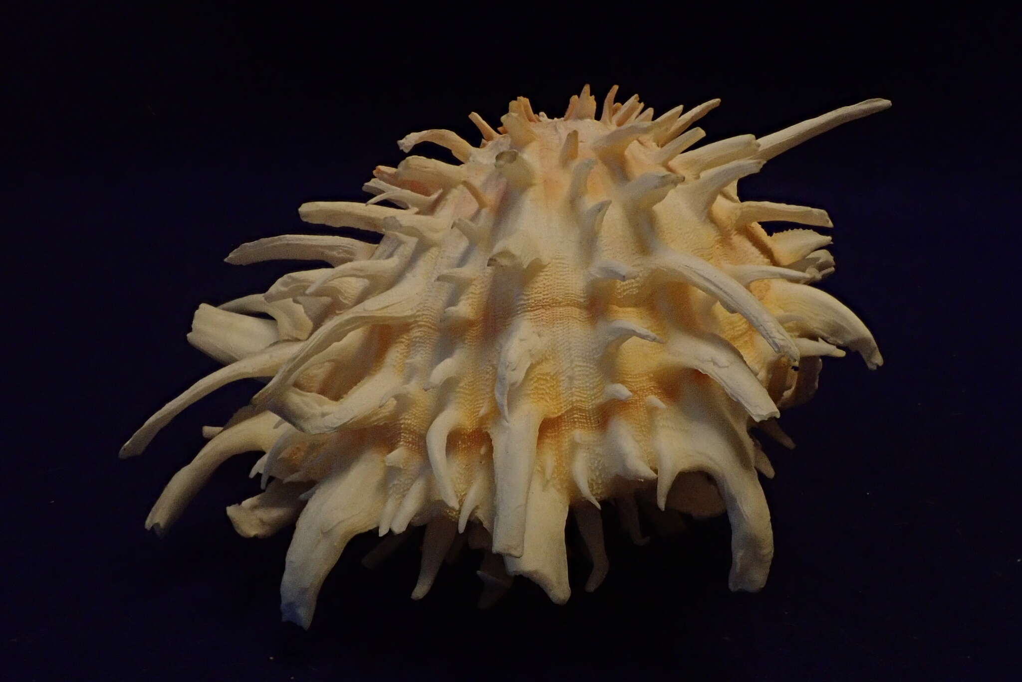 Image of Spondylus crassisquama Lamarck 1819