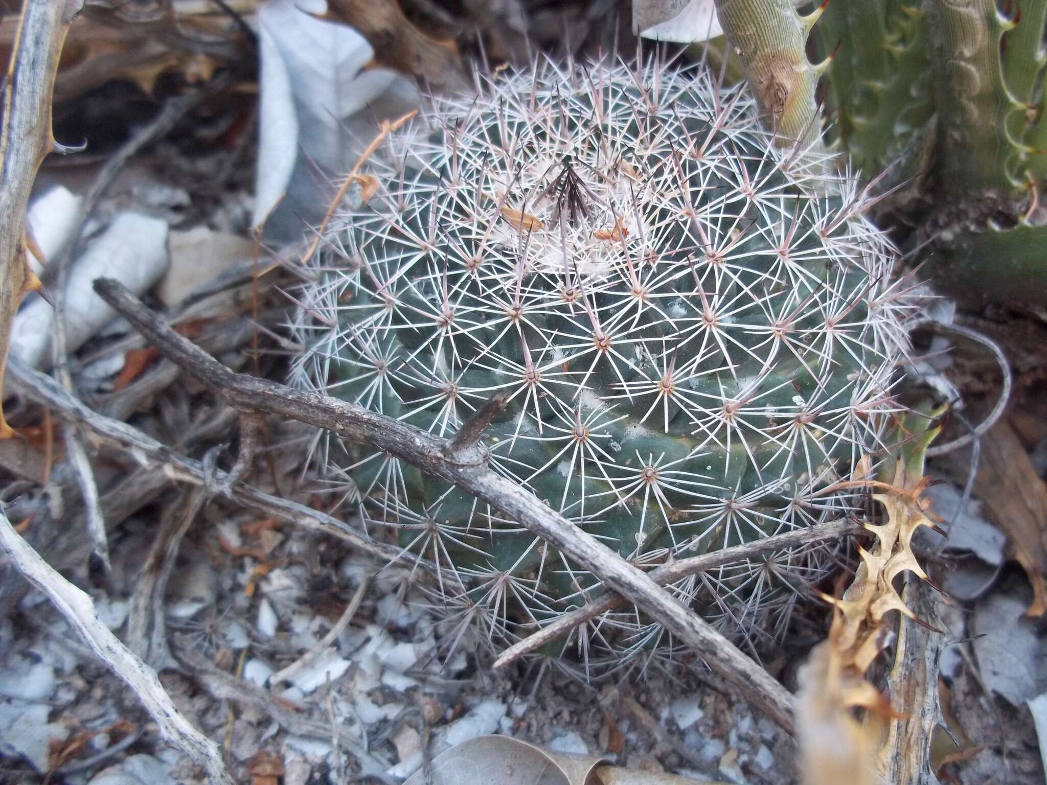 Image de Mammillaria johnstonii Orcutt