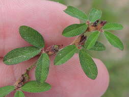 Image of Japanese bush clover