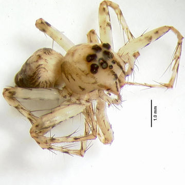 Image of <i>Oxyopes bifissus</i> F. O. Pickard-Cambridge 1902