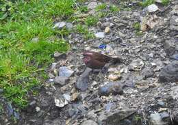 Image of Dark-rumped Rosefinch