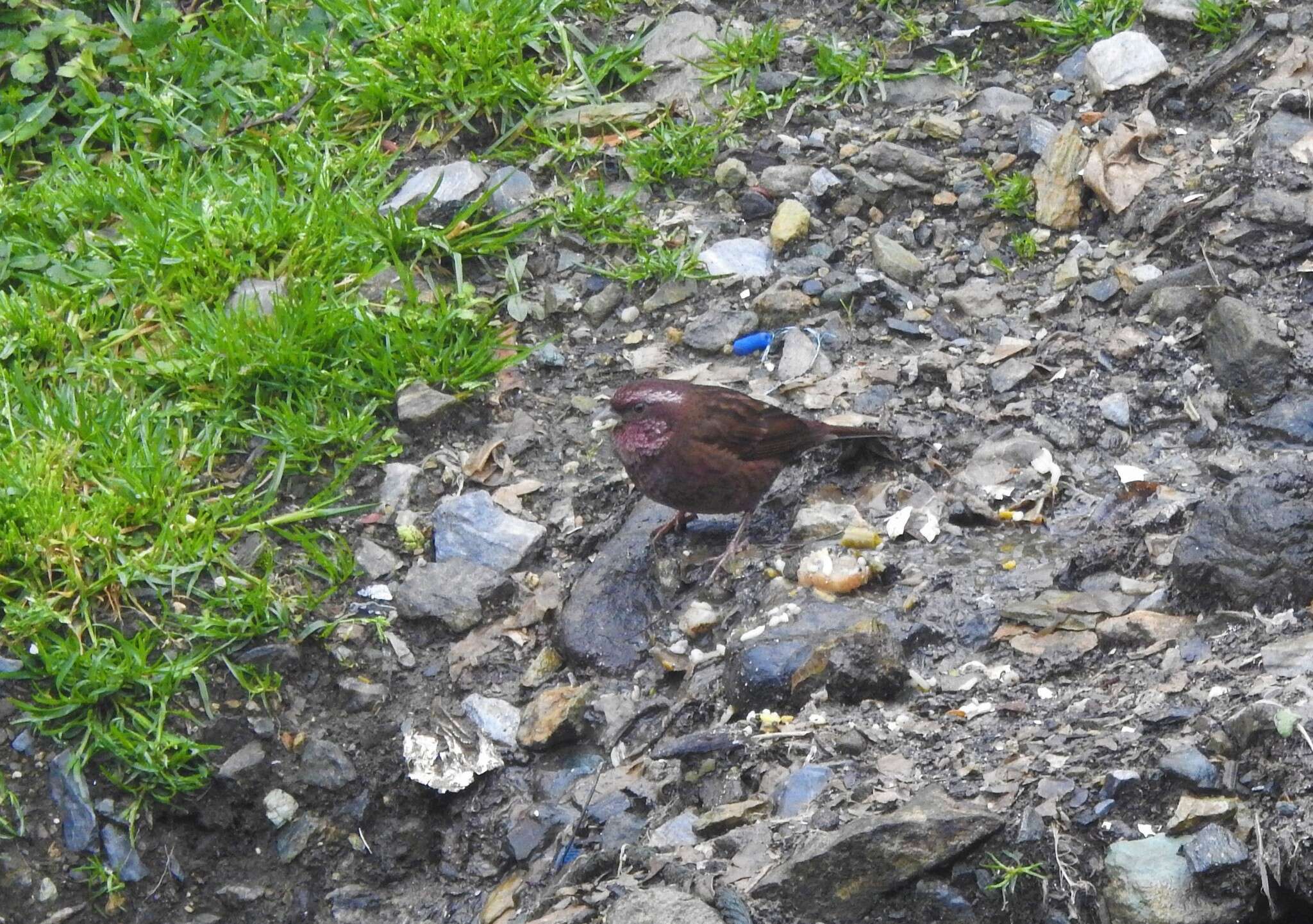 Image of Dark-rumped Rosefinch