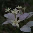 صورة Phyllopentas flava Razafim., Andriamih. & Kårehed