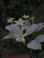 صورة Phyllopentas flava Razafim., Andriamih. & Kårehed