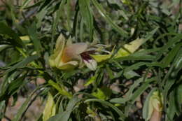 Image de Eremophila alatisepala R. J. Chinnock