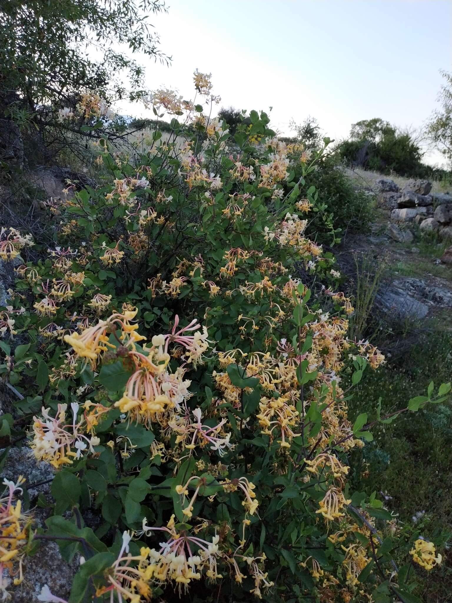 Image of Etruscan honeysuckle