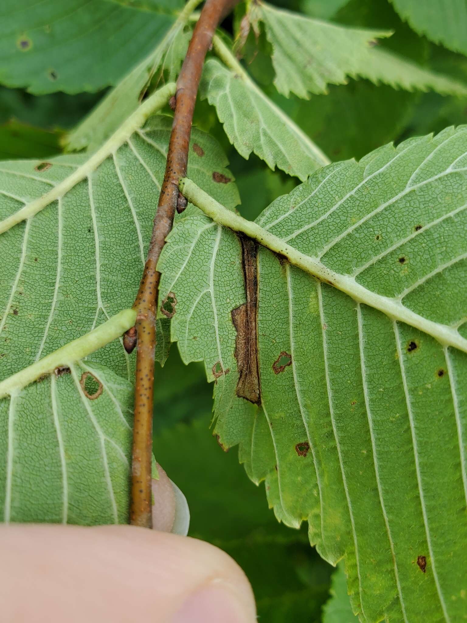 Image of Phyllonorycter argentinotella (Clemens 1859)