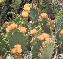 Image of Opuntia engelmannii var. cujia Griffiths & Hare