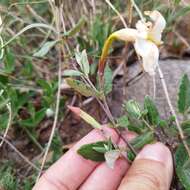 Plancia ëd Mandevilla oaxacensis (Henrickson) L. O. Alvarado & J. F. Morales