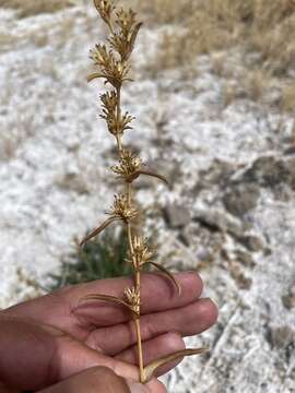 Imagem de Pyrrocoma racemosa var. sessiliflora (E. Greene) Mayes ex G. K. Brown & D. J. Keil