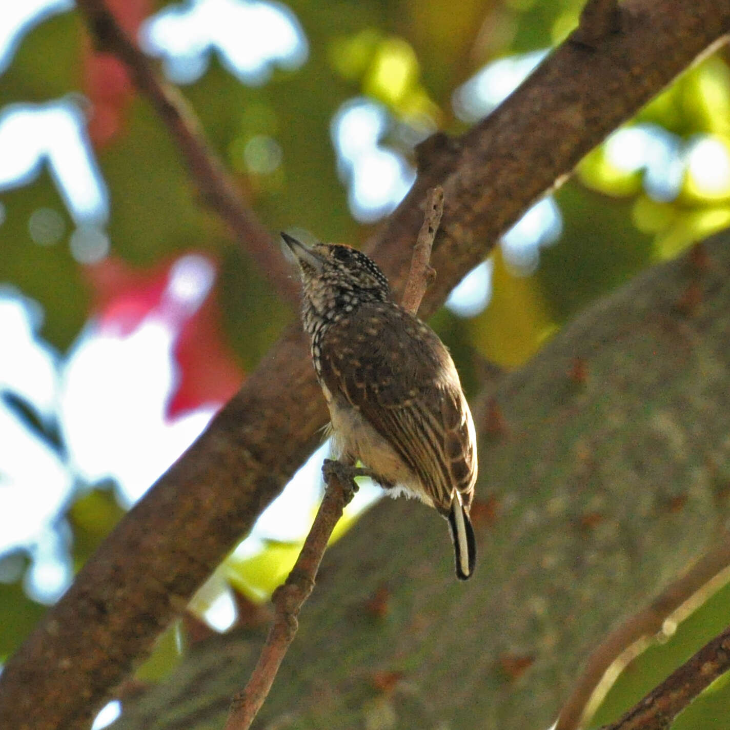 صورة Picumnus albosquamatus d'Orbigny 1840