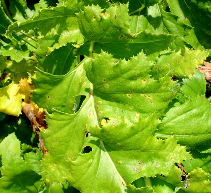 Imagem de Puccinia embergeriae McKenzie & P. R. Johnst. 2004