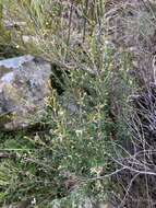 صورة Spyridium vexilliferum var. vexilliferum