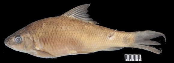 Image of <i>Lobocheilos melanotaenia</i> (Fowler 1935)