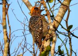 Image of Golden-cheeked Woodpecker