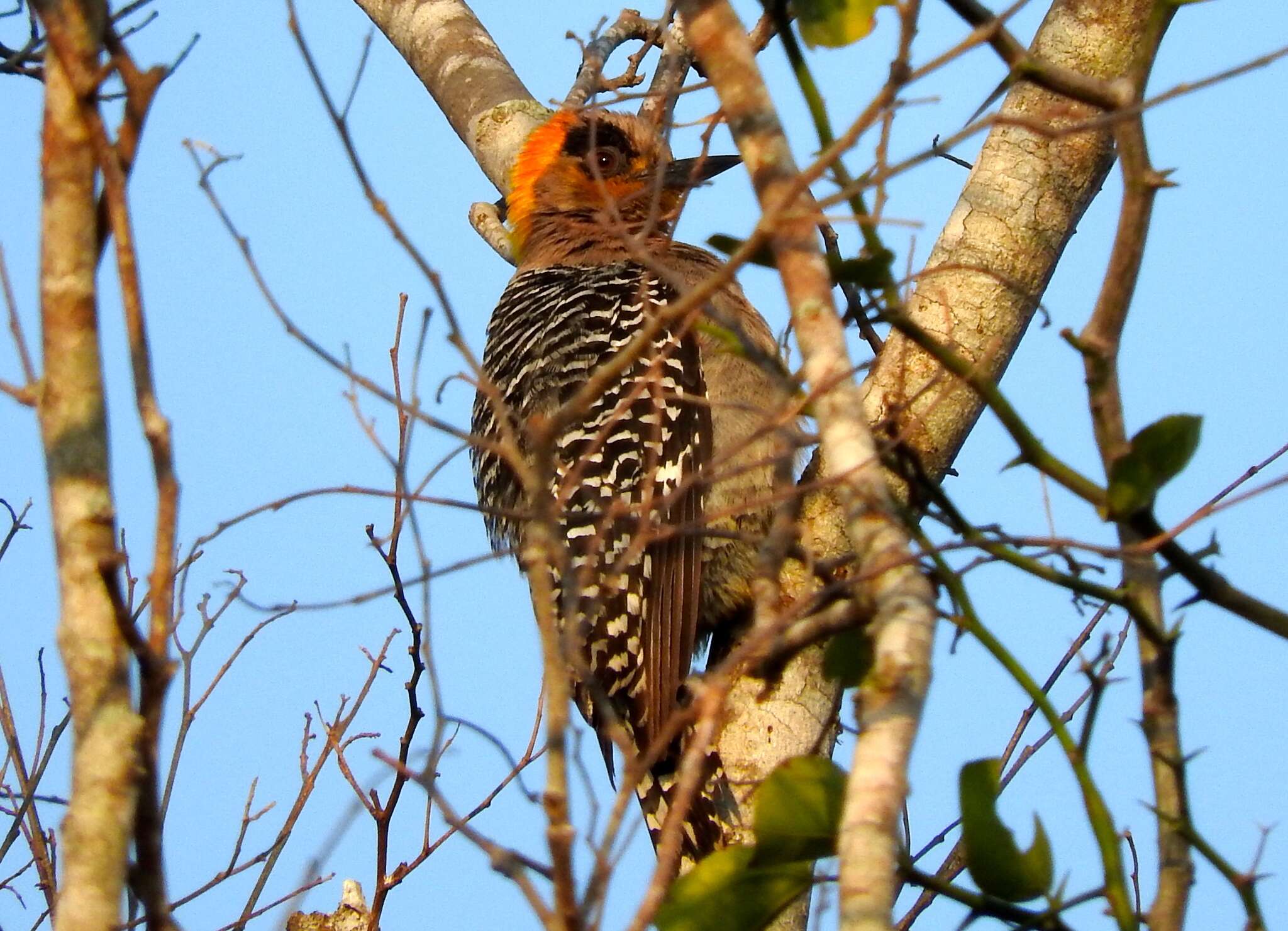 Слика од Melanerpes chrysogenys (Vigors 1839)