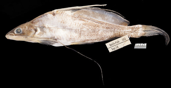 Image of <i>Mystus bocourti</i> (Bleeker 1864)
