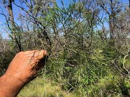 Image of Bailey's Cypress Pine