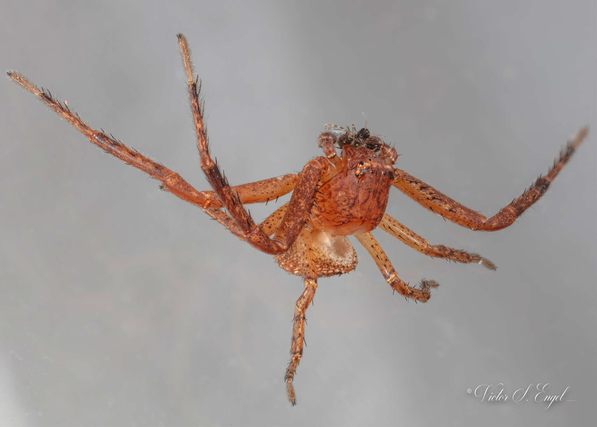 Image of Deadly Ground Crab Spider