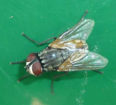 Image of house fly