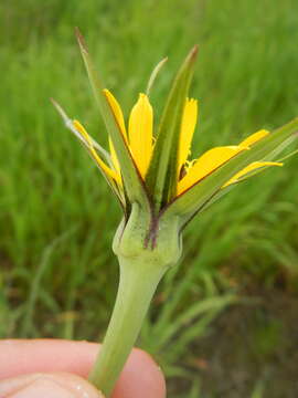 Image of goatsbeard