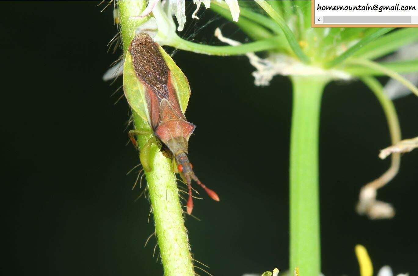 Plancia ëd Cnizocoris sinensis Kormilev 1957