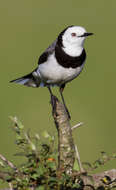 Image of White-fronted Chat