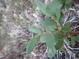 Image of Salix krylovii E. Wolf