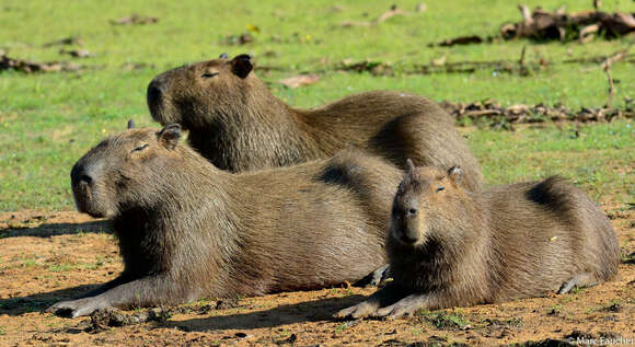 Image of Capybaras