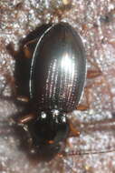 Image of Bembidion (Peryphanes) lacunarium (Zimmermann ex Le Conte 1869)