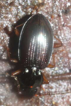 Bembidion (Peryphanes) lacunarium (Zimmermann ex Le Conte 1869)的圖片