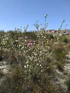 Image of Leucadendron concavum I. Williams