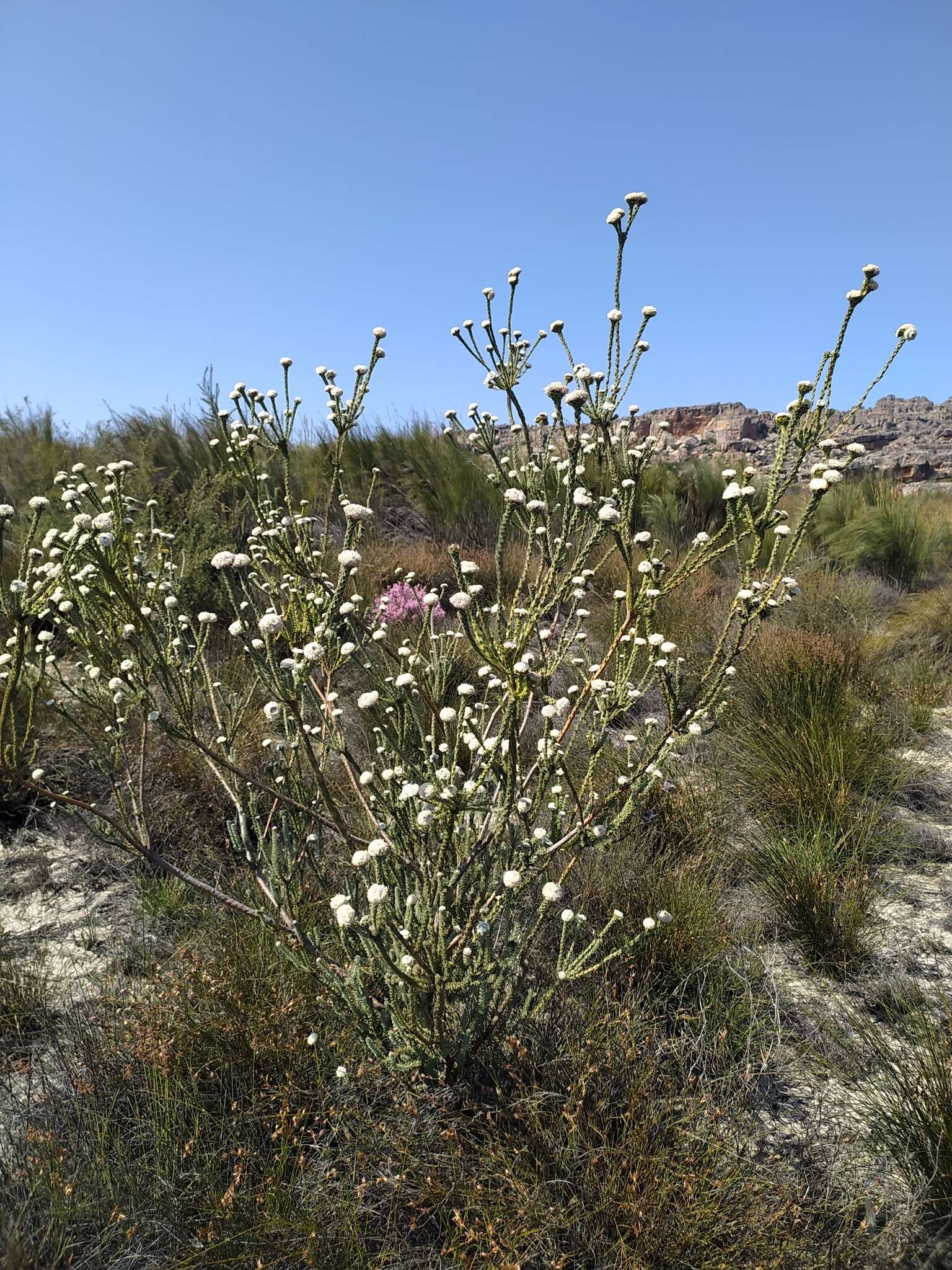 Image of Leucadendron concavum I. Williams