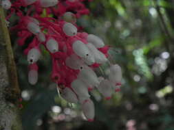 Image de Thibaudia costaricensis Hørold